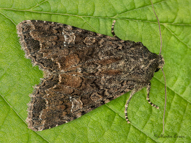  73.274 Cabbage Moth Copyright Martin Evans 