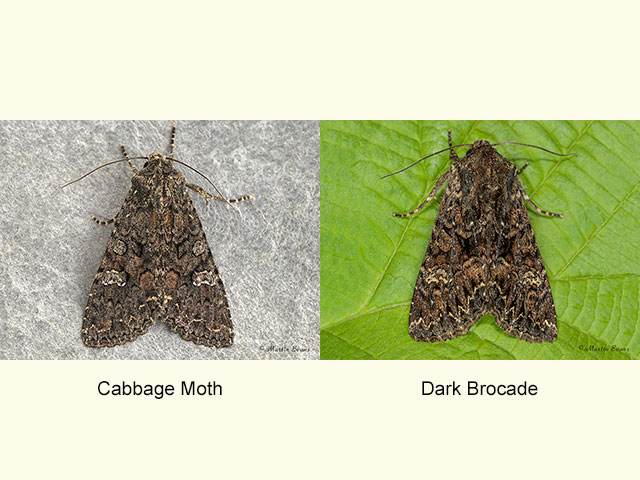 73.274 Cabbage Moth and Dark Brocade Copyright Martin Evans 