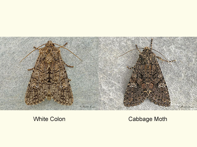  73.275 White Colon and Cabbage Moth Copyright Martin Evans 