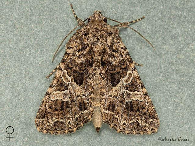  73.281 Lychnis female Copyright Martin Evans 