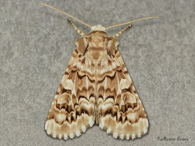  73.287 Viper's Bugloss Copyright Martin Evans