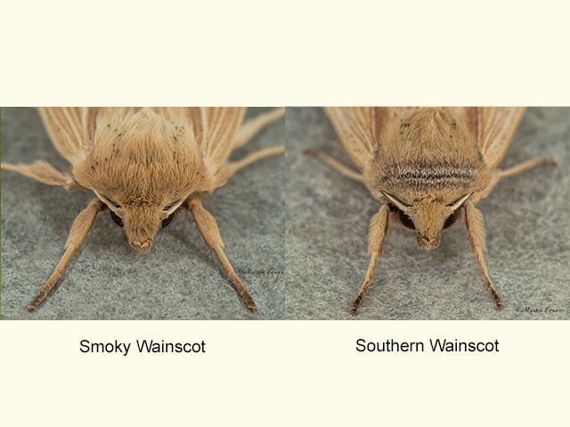  73.293 Smoky Wainscot and Southern Wainscot Copyright Martin Evans 