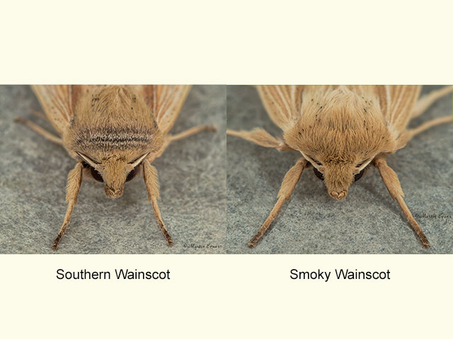  73.294 Southern Wainscot and Smoky Wainscot Copyright Martin Evans 