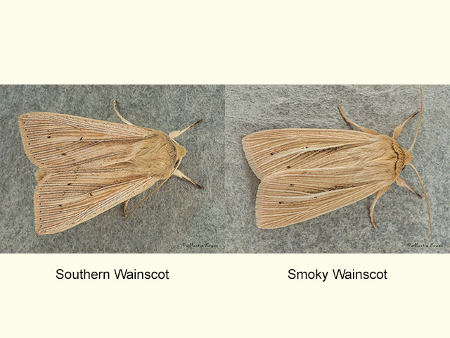  73.294 Southern Wainscot and Smoky Wainscot Copyright Martin Evans 