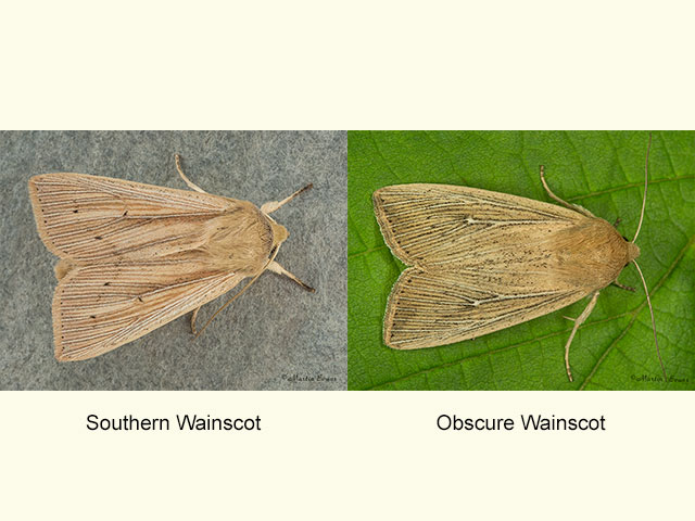 73.294 Southern Wainscot and Obscure Wainscot Copyright Martin Evans 