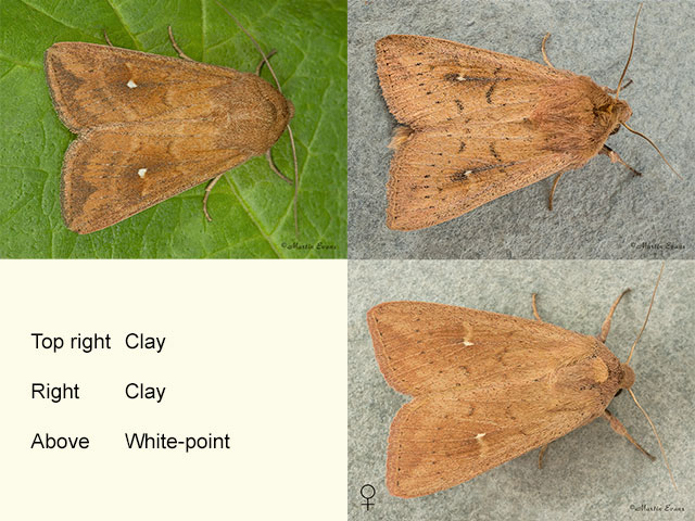  73.297 White-point and Clay Copyright Martin Evans 