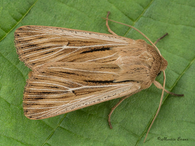  73.301 Shoulder-striped Wainscot Copyright Martin Evans 