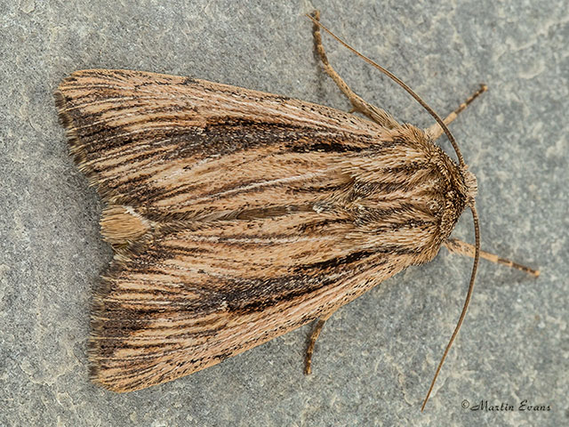  73.303 Devonshire Wainscot Copyright Martin Evans 