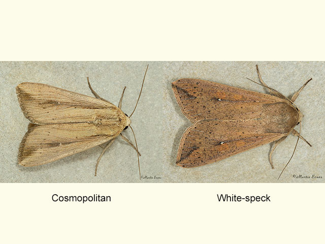  73.304 Cosmopolitan and White-speck Copyright Martin Evans 