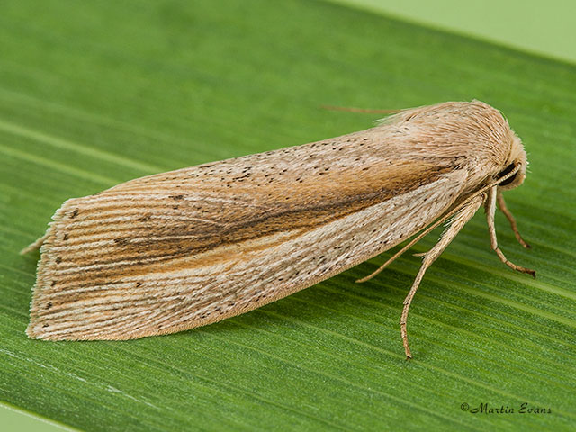  73.305 Flame Wainscot Copyright Martin Evans 