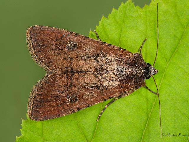  73.307 Pearly Underwing red form Copyright Martin Evans 