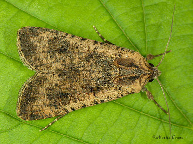  73.307 Pearly Underwing variagated form Copyright Martin Evans 