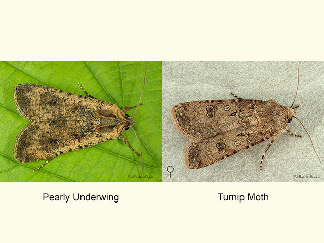  73.307 Pearly Underwing and Turnip Moth female Copyright Martin Evans 