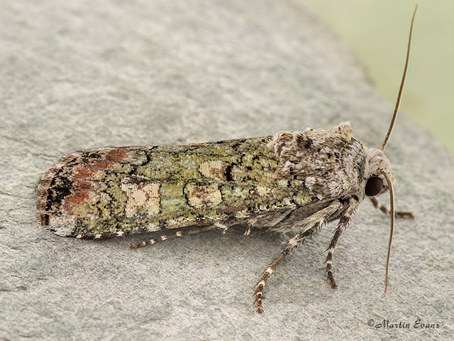  73.308 Portland Moth Copyright Martin Evans 