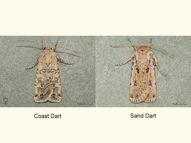  73.311 Coast Dart and Sand Dart Copyright Martin Evans 