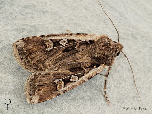  73.313 White-line Dart female Copyright Martin Evans 