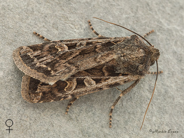  73.313 White-line Dart female Copyright Martin Evans 