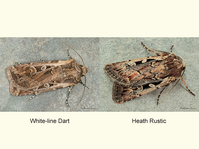  73.313 White-line Dart and Heath Rustic Copyright Martin Evans 