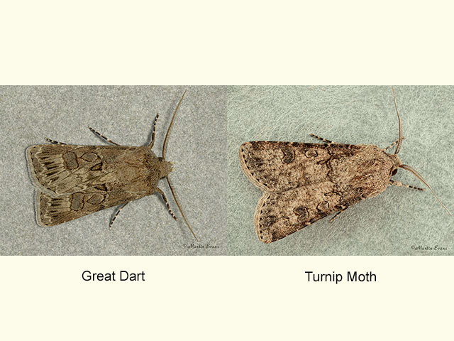  73.315 Great Dart and Turnip Moth Copyright Martin Evans 