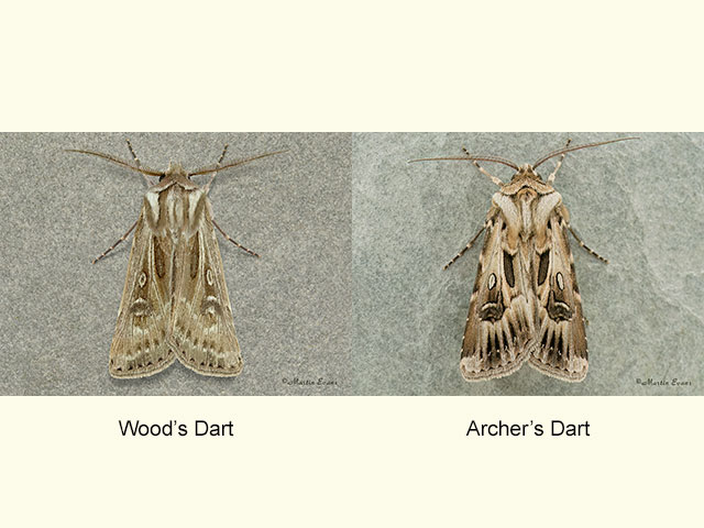  73.318 Wood's Dart and Archer's Dart Copyright Martin Evans 