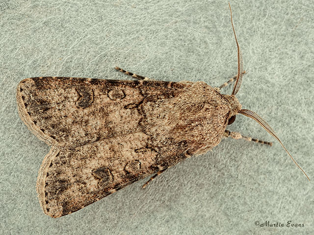  73.319 Turnip Moth male Copyright Martin Evans 