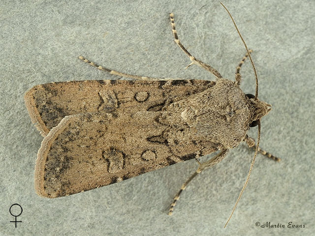  73.319 Turnip Moth female Copyright Martin Evans 