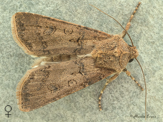  73.319 Turnip Moth female Copyright Martin Evans 