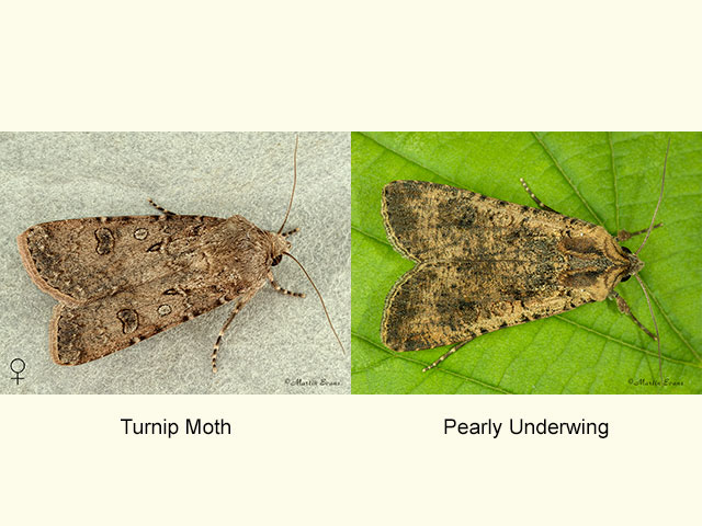  73.319 Turnip Moth female and Pearly Underwing Copyright Martin Evans 