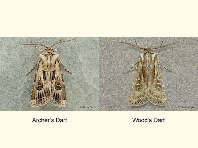  73.322 Archer's Dart and Wood's Dart Copyright Martin Evans 