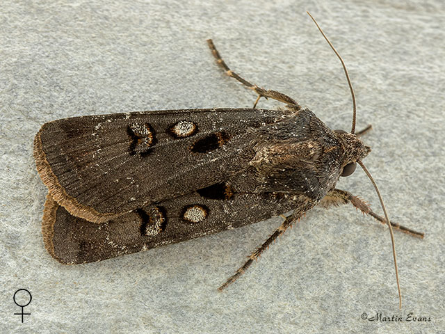  73.324 Crescent Dart female Copyright Martin Evans 