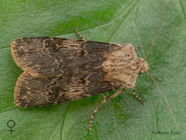  73.325 	Shuttle-shaped Dart female Copyright Martin Evans 