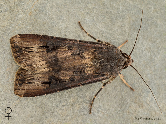  73.327 Dark Swordgrass female Copyright Martin Evans 