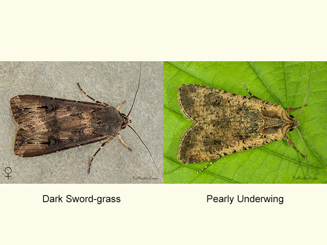  73.327 Dark Swordgrass female and Pearly Underwing Copyright Martin Evans 