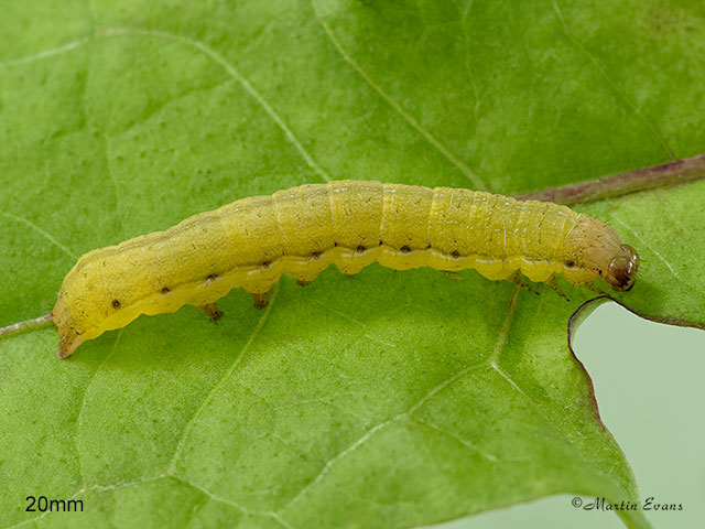  73.330 Radford's Flame Shoulder larva 20mm Copyright Martin Evans 