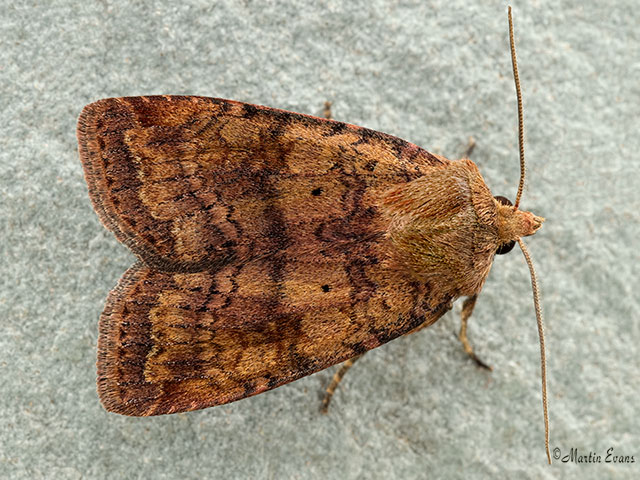  73.331 Barred Chestnut Copyright Martin Evans 