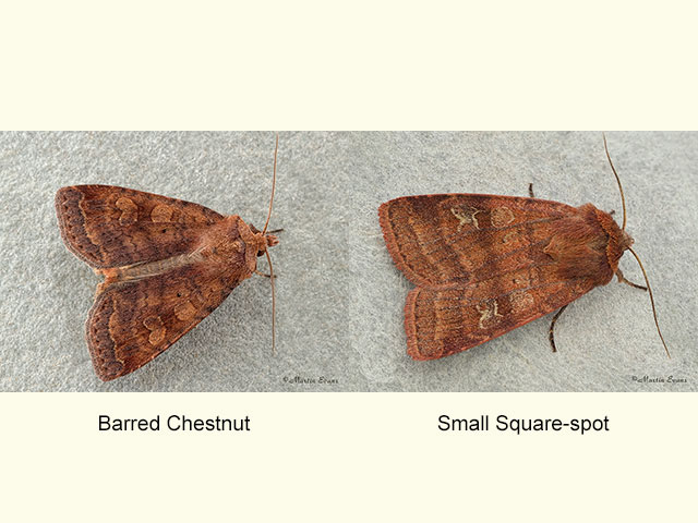  73.331 Barred Chestnut and Small Square-spot  Copyright Martin Evans 