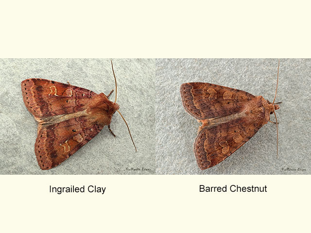  73.333 Ingrailed Clay and Barred Chestnut Copyright Martin Evans 