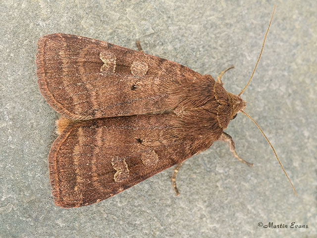  73.334 Small Square-spot Copyright Martin Evans 