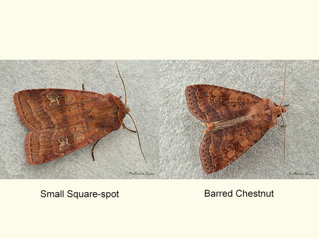  73.334 Small Square-spot Highland form and Barred Chestnut Copyright Martin Evans 