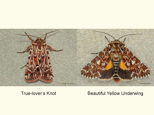  73.338 True-lovers Knot and Beautiful Yellow Underwing Copyright Martin Evans 