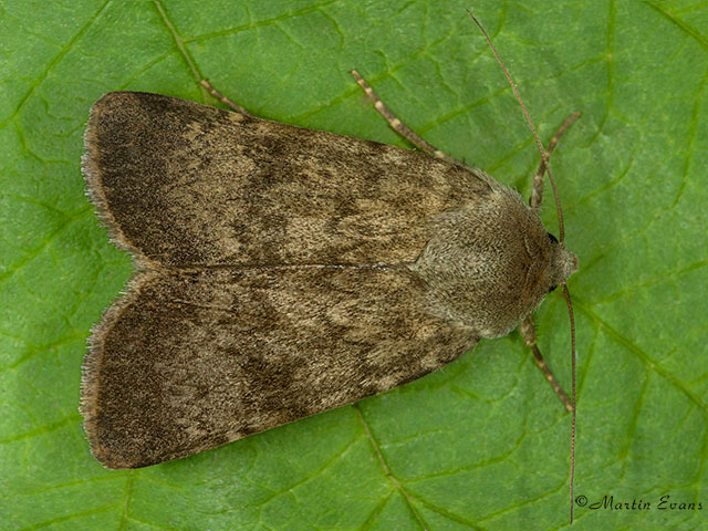  73.341 Northern Rustic Copyright Martin Evans 