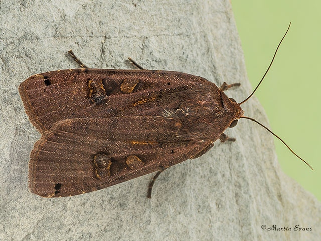  73.342 Large Yellow Underwing Copyright Martin Evans 