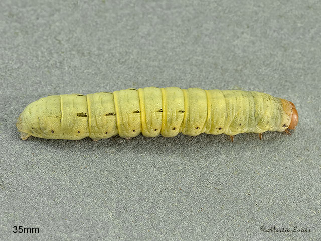  73.342 Large Yellow Underwing larva 35mm Copyright Martin Evans 