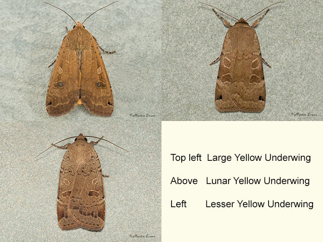  73.342 Large Yellow Underwing, Lunar Yellow Underwing and Lesser Yellow Underwing Copyright Martin Evans 