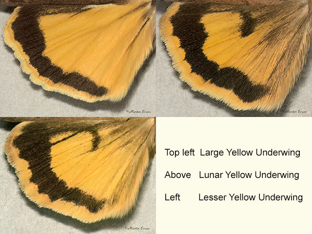  73.342 Large Yellow Underwing, Lunar Yellow Underwing and Lesser Yellow Underwing (underwings) Copyright Martin Evans 