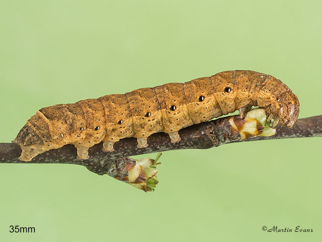  73.343 Broad-bordered Yellow Underwing - larva 35mm Copyright Martin Evans 