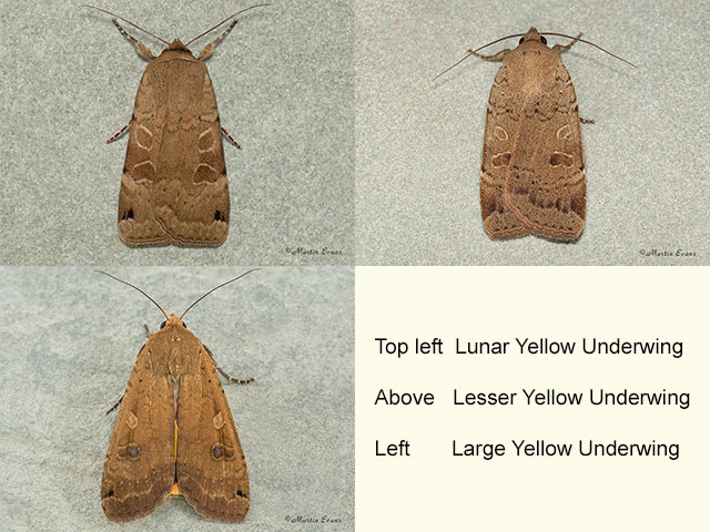  73.344 Lunar Yellow Underwing, Large Yellow Underwing and Lesser Yellow Underwing Copyright Martin Evans 