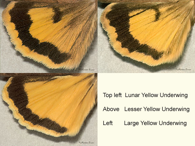  73.344 Lunar Yellow Underwing, Large Yellow Underwing and Lesser Yellow Underwing (underwings) Copyright Martin Evans 