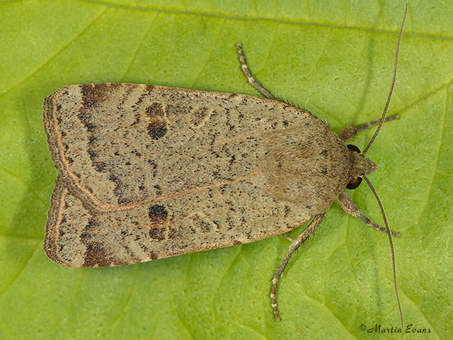  73.345 Lesser Yellow Underwing Copyright Martin Evans 