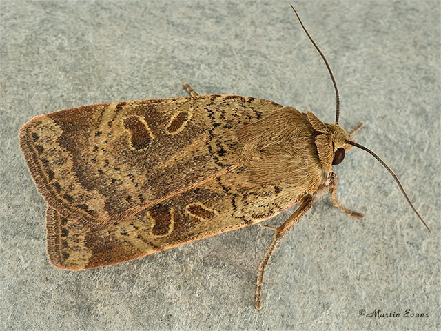  73.345 Lesser Yellow Underwing Copyright Martin Evans 